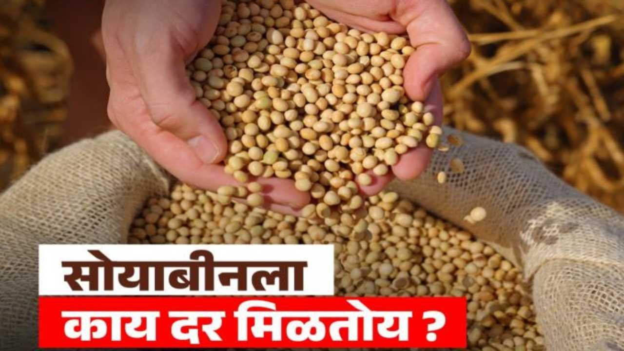 Soyabean Rate Today